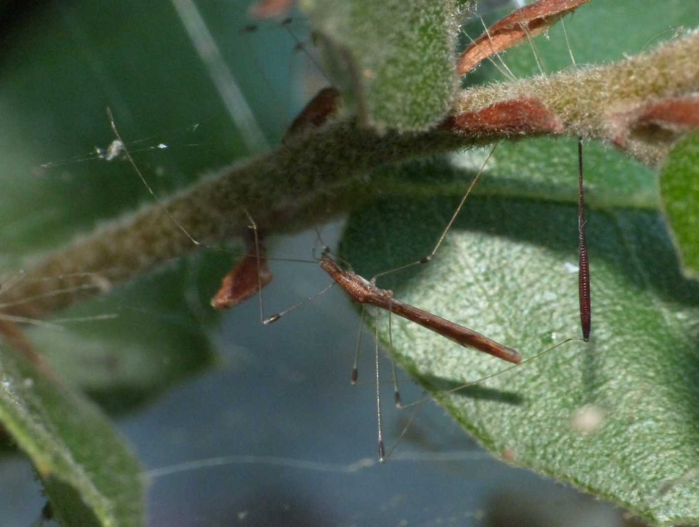 Apoplymus pectoralis su tela di Agelena labyrinthica